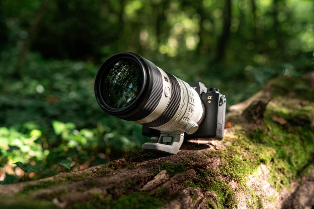 การถ่ายภาพสัตว์ป่าในเวลากลางคืน